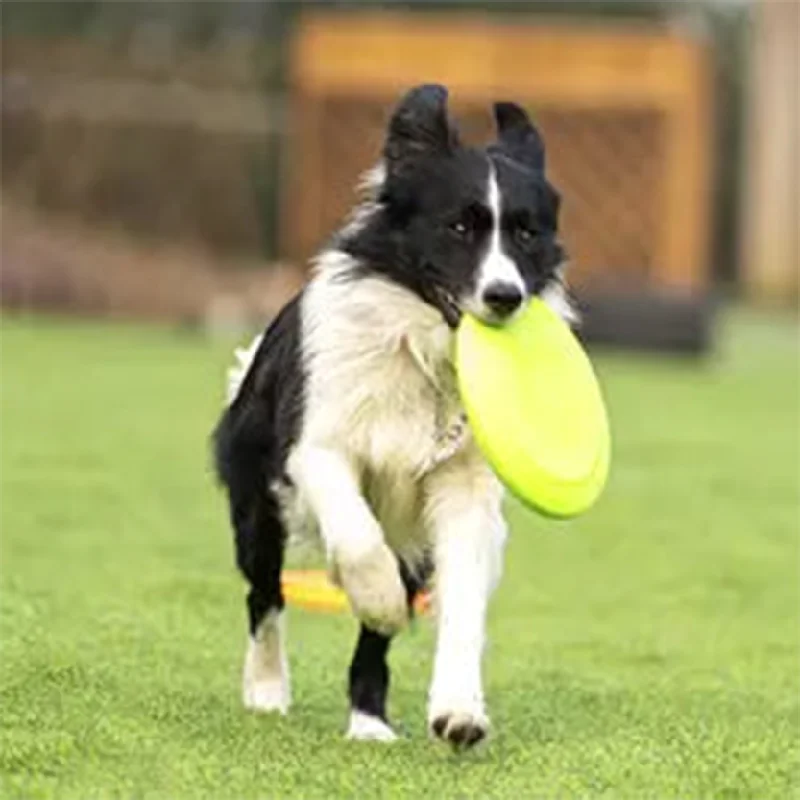 Pat and Pet Emporium | Pet Toys | Rubber Flying Disc Toy 2 Pcs