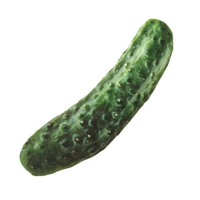 Cucumber